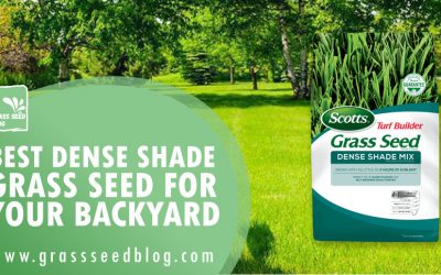 Best Dense Shade Grass Seed For Your Backyard