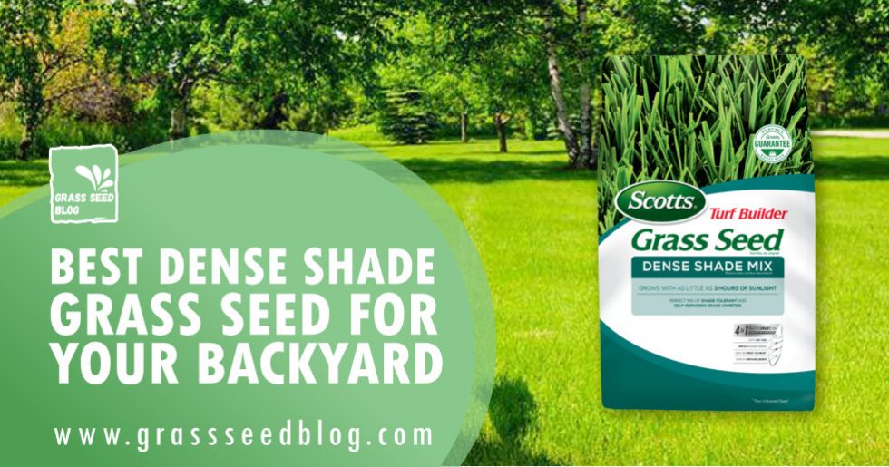 Best Dense Shade Grass Seed For Your Backyard Grass Seed Blog