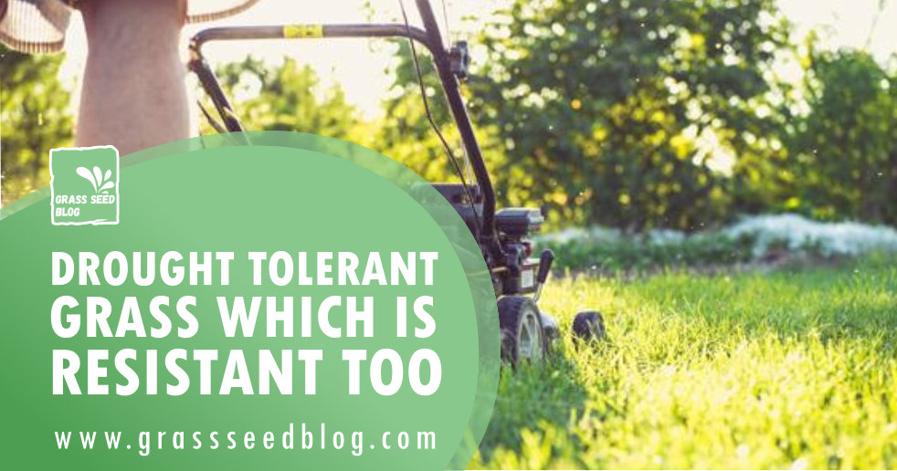 Drought Tolerant Grass Which Is Resistant Too