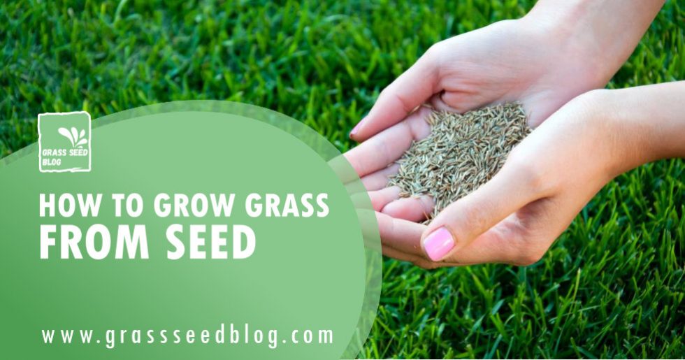 How To Grow Grass From Seed Updated Guide