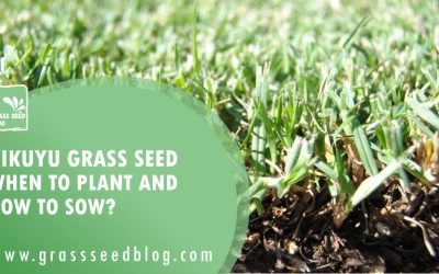 Kikuyu Grass Seed – When To Plant and How To Sow?
