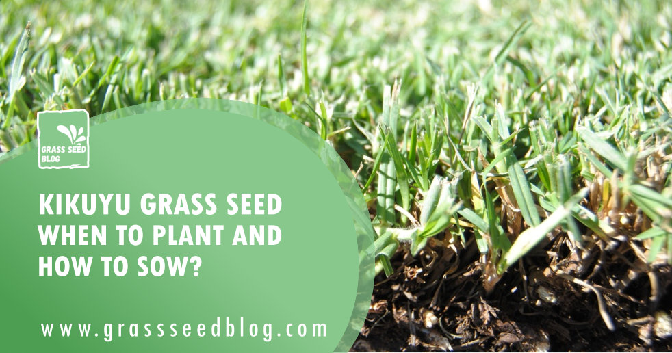 Kikuyu Grass Seed – When To Plant and How To Sow?