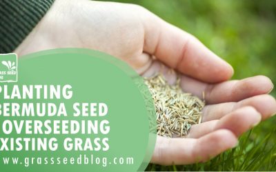 Planting Bermuda Seed & Overseeding Existing Grass