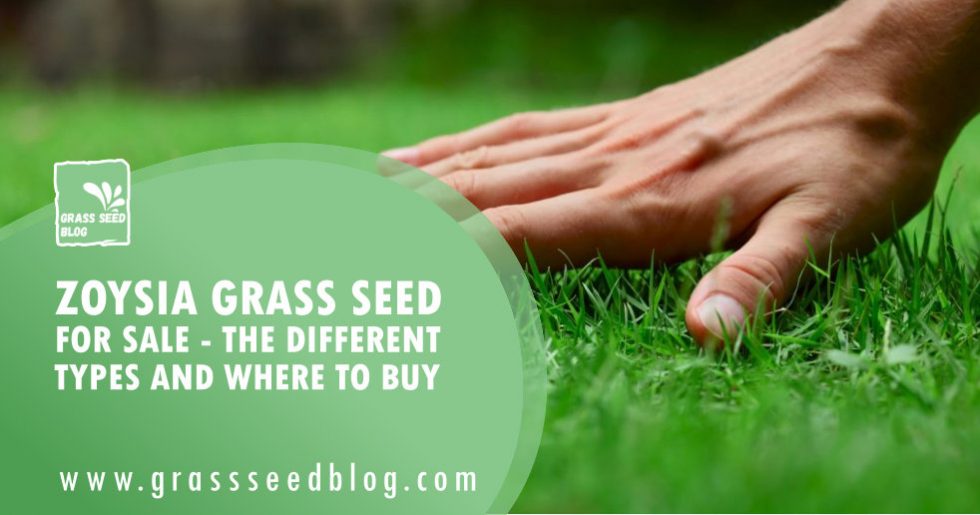 Zoysia Grass Seed for Sale The Different Types and Where To Buy